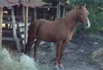 Ahab at loafing area of the old barn